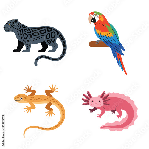 Tropical rainforest animal set with black jaguar, colorful parrot, gecko lizard and cute axolotl, wildlife education design vector illustration