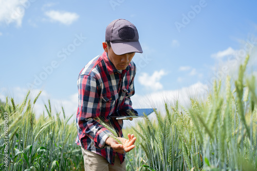 Tableau sur toile Mature farmer examining barley field, using smart wireless technology for agricultural measurement, analysing crop growth, ensuring quality, innovation, and harvest success