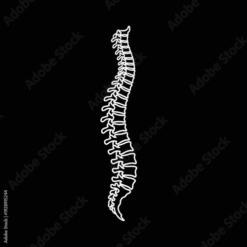 Detailed white outline illustration of the human spinal column, accurately depicting vertebrae and intervertebral discs, an essential anatomical symbol for medical, health, and educational design