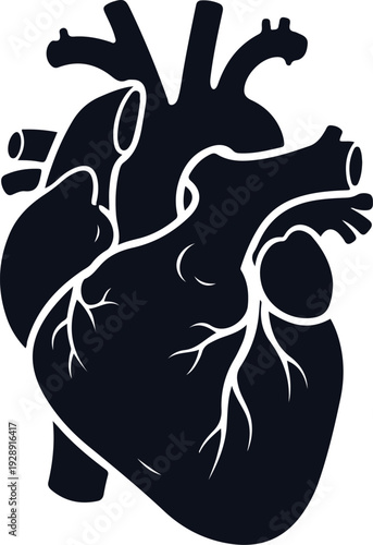 Human Anatomical Heart Icon - Realistic Vector Silhouette