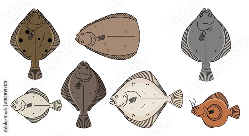Collection of Flatfish Species Illustration