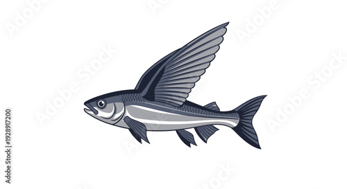 Illustration of a flying fish with large pectoral fins extended, isolated on white background.