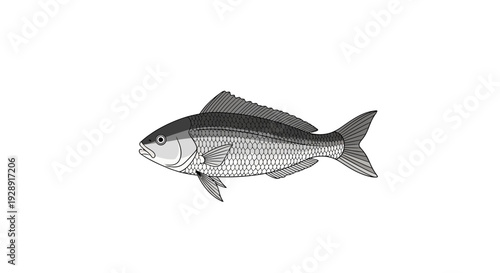 Illustration of a Silver Fish Isolated on White Background