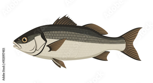 Striped Bass Fish Illustration - Sea Life Aquatic Animal Vector Art