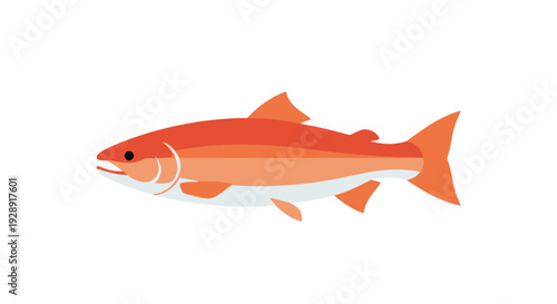 Vibrant Salmon Fish Illustration Isolated on White Background