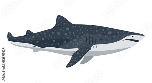 Whale Shark, Rhincodon typus, Marine Life Illustration, Ocean Animal