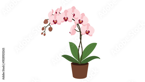 Pink orchid flower plant in a brown ceramic pot with green leaves isolated on white background for home decoration and gift.