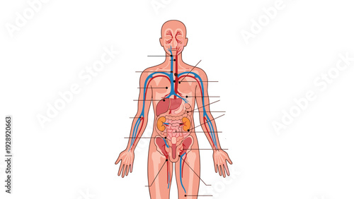 Detailed medical diagram of the human body anatomy showing various internal organs, circulatory system, and biological structures.