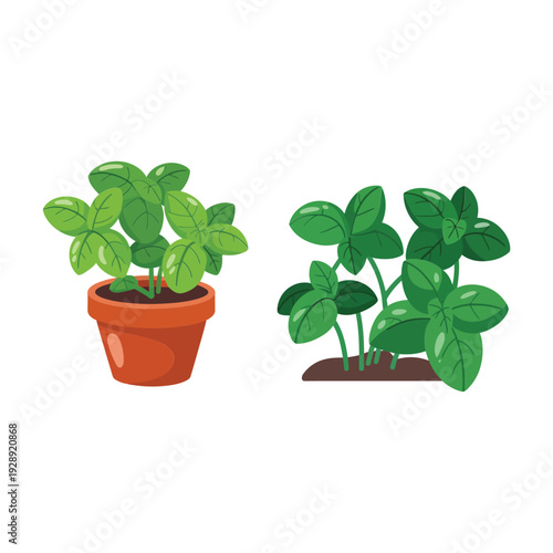 Fresh kitchen herbs in terracotta pots, basil and mint leaves, culinary garden plants for cooking, balcony greenery decoration vector