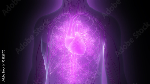 Human Circulatory System Heart Anatomy