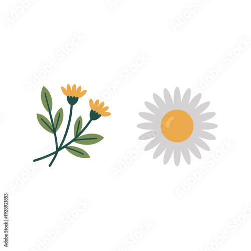 Chamomile daisy blossoms and meadow herb sprig, simple botanical icons for herbal tea packaging, wellness labels, natural vector design