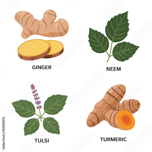 Ayurvedic medicinal plants set featuring ginger root, neem leaves, tulsi holy basil and turmeric rhizome, natural wellness illustration vector