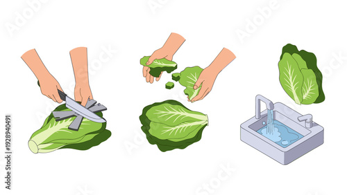 illustration of hands washing and preparing lettuce with knife in hand drawn style for cooking and healthy eating