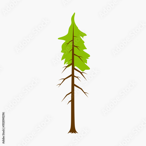 Tall skinny dry conifer