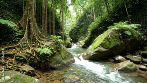 Lush tropical rainforest stream with ancient tree roots and mossy rocks