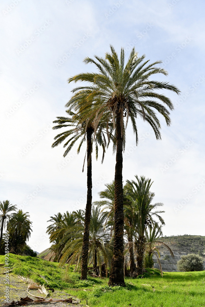 Obraz premium Tall date palm trees standing against a bright sky in the lush green landscape of Lefke, Cyprus. Beautiful Mediterranean scenery featuring tropical flora and rolling hills.