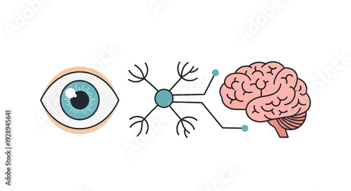 Conceptual illustration of eye neurons and brain representing visual processing