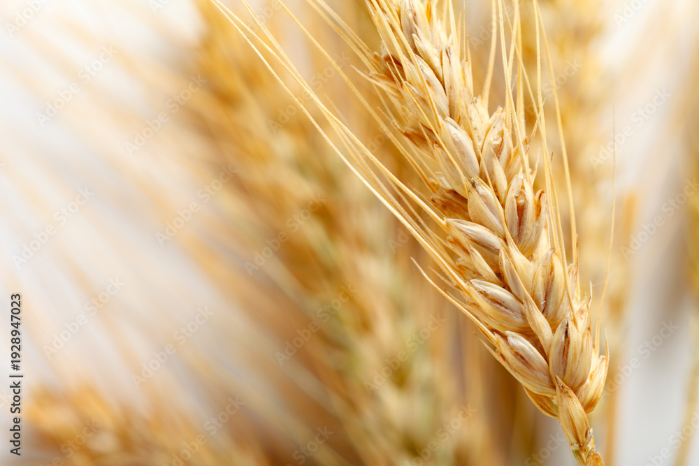 Obraz premium Wheat heads close up showing details of grain in a field during harvest season