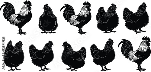 Black Chicken and Rooster Silhouette Set Vintage Engraving Style Poultry Vector Illustration Collection