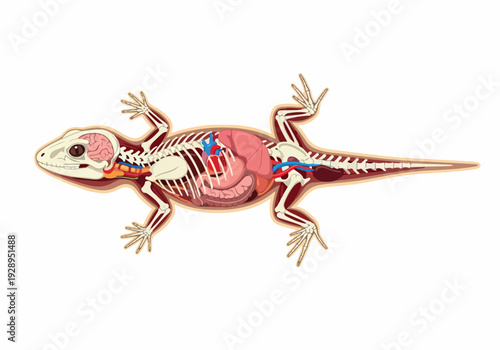 Illustration showcasing the internal skeletal and organ system of a lizard, highlighting its anatomy and biological structure