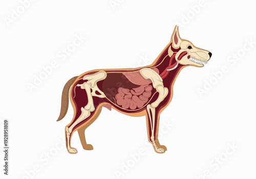 Anatomical illustration showcasing the internal organs and skeletal structure of a canine companion, highlighting its digestive, respiratory, and circulatory systems for educational purposes