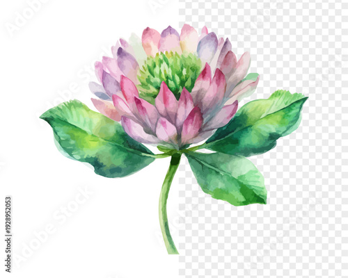 Watercolor Zigzag Clover Flower Illustration, Unique Botanical Clipart, isolated on white background