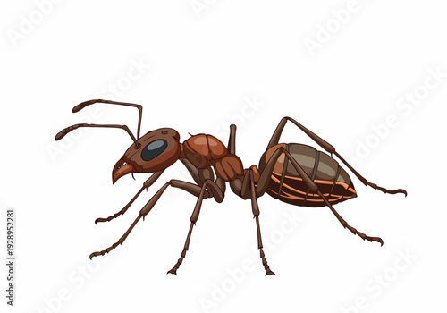 Detailed illustration of a red ant with segmented body and antennae, isolated on a white background, showcasing intricate insect anatomy