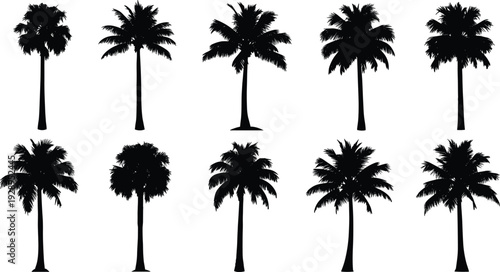 Palm tree silhouettes collection, tropical coconut trees set, isolated black vector palms, summer beach design elements, exotic nature illustration pack