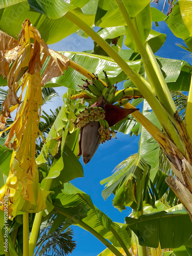 Bild auf Leinwand Banana Tree Flower and Green Bananas Growing | Tropical Plant Low Angle View
