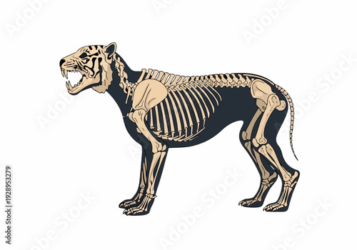 Skeletal structure of a prehistoric saber-toothed cat, a fierce predator with long canine teeth, depicted in a detailed illustration against a white background