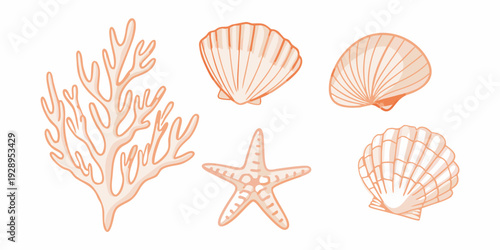 Stylized illustration of coral seashells and a starfish in orange hues