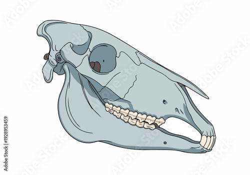 Detailed illustration of a horse skull, showcasing its dental structure and cranial features