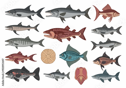 Collection of Diverse Fish Species Including Sharks, Fossilized Fish, and Modern Aquatic Life Forms