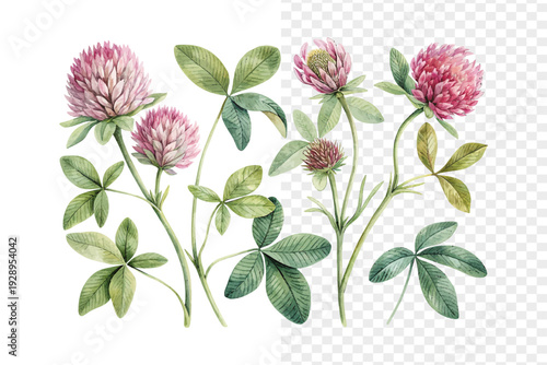 Watercolor Zigzag Clover Flower Illustration, Unique Botanical Clipart, isolated on white background