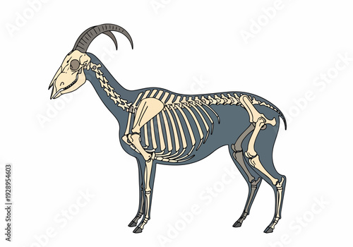 Anatomical Illustration of a Bighorn Sheep Skeleton with Detailed Bone Structure and Musculature