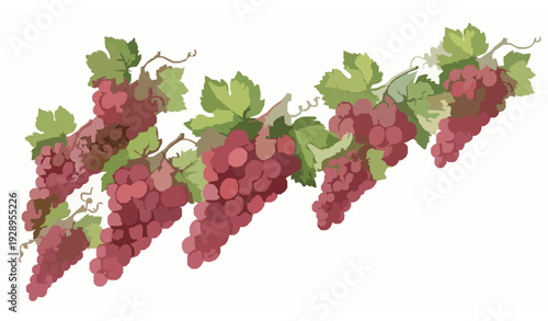 Hand Painted Watercolor Red Grape Bunches with Green Leaves Vector Illustration for Packaging Design
