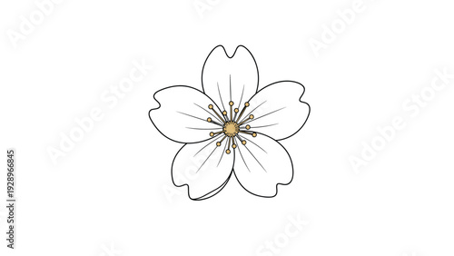 Delicate line drawing of a single cherry blossom flower with five petals and detailed stamen against a white background.