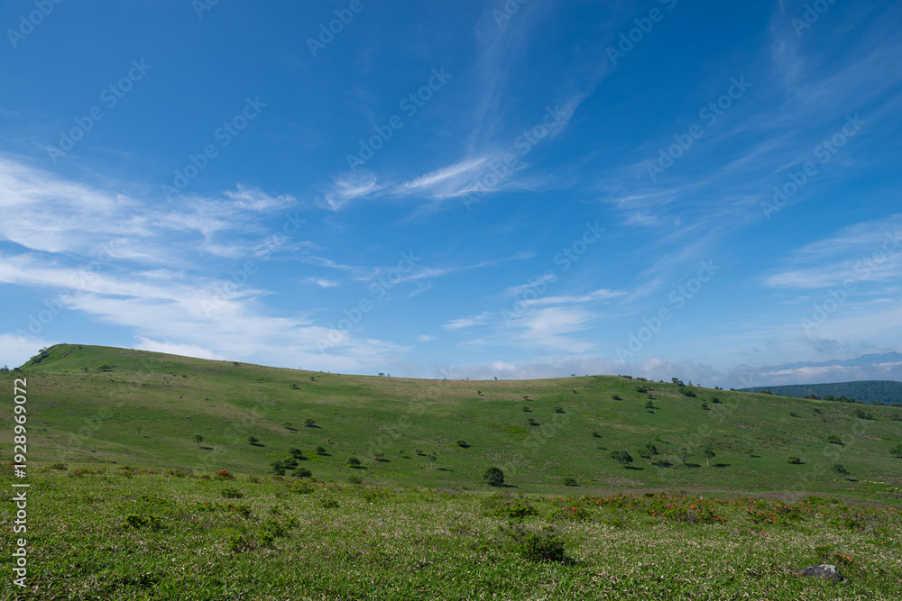 Obraz premium 爽やかな朝の高原 霧ヶ峰 