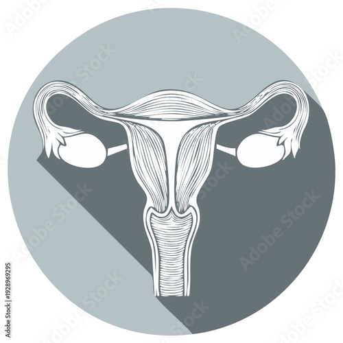 Stylized Illustration of the Female Reproductive System