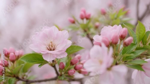 Blossoming Cherry Blossom Branch: Delicate pink cherry blossoms, symbolizing renewal and beauty, flourish on a branch against a soft, blurred background, heralding the arrival of spring.