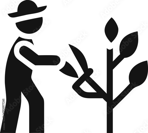 Gardener or farmer pruning a small plant using handheld shears outdoors