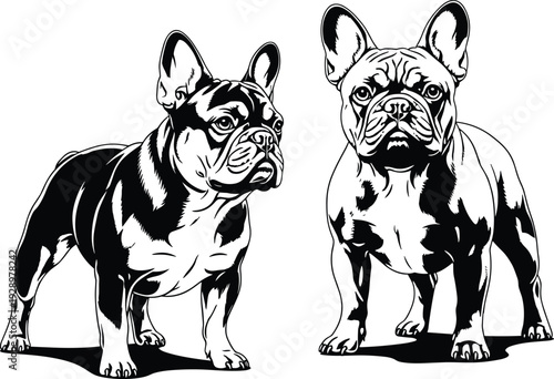 Black and White Silhouette Vector Set of French Bulldog Dogs Standing in Front and Side View Poses for Pet flavector