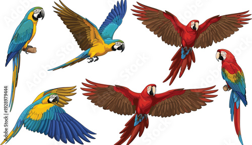Colorful Macaw Parrot Vector Set with Red and Blue Tropical Birds in Flying and Perching Poses Isolated on White