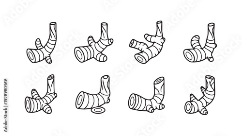 Ginger Root Sections Collection Line Art Illustrations White Background