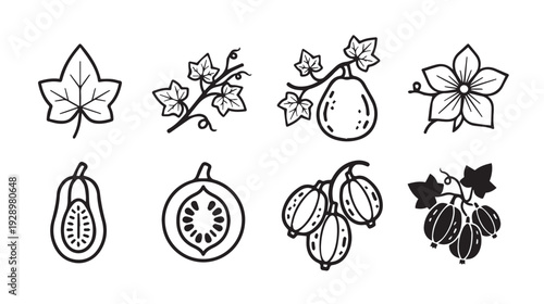 Gourd Leaf Flower and Berry Icons Set