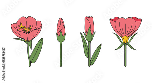 Evening Primrose creative tone color illustration