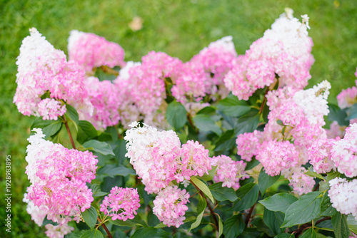 Pinkish Panicle Hydrangea Bush In Early Bloom