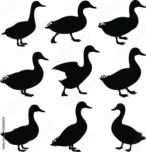 Collection of black silhouettes of ducks in various poses on a white background Keywords: duck, waterfowl, bird, animal