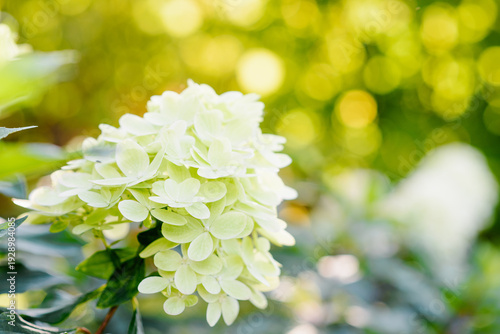 Canvas Print Fresh Lime Green Graffiti Hydrangea Bloom in Garden