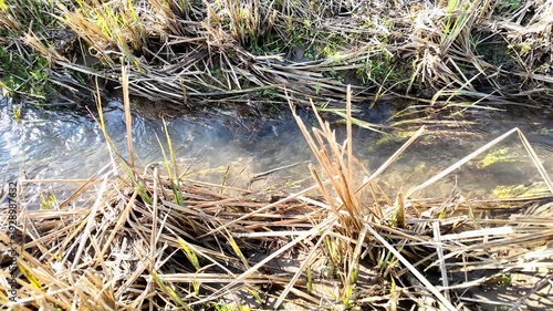 Clear water moves steadily through a narrow natural channel surrounded by withered yellow reeds and green grass.